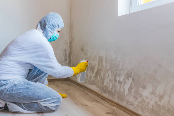 Licensed Mold Remediation service in Brighton, IL - WQB Mold Removal