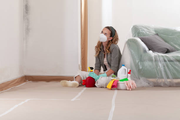 Reliable Mold Remediation contractor in Brighton, IL by WQB Mold Removal